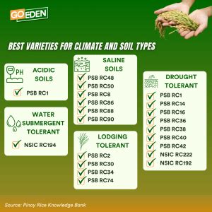 nsic rc 508 rice variety characteristics|Rice Varieties .